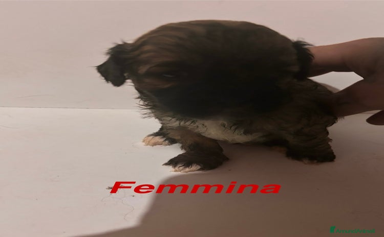 Shih Tzu cani a Provincia di Arezzo - Annuncio 4