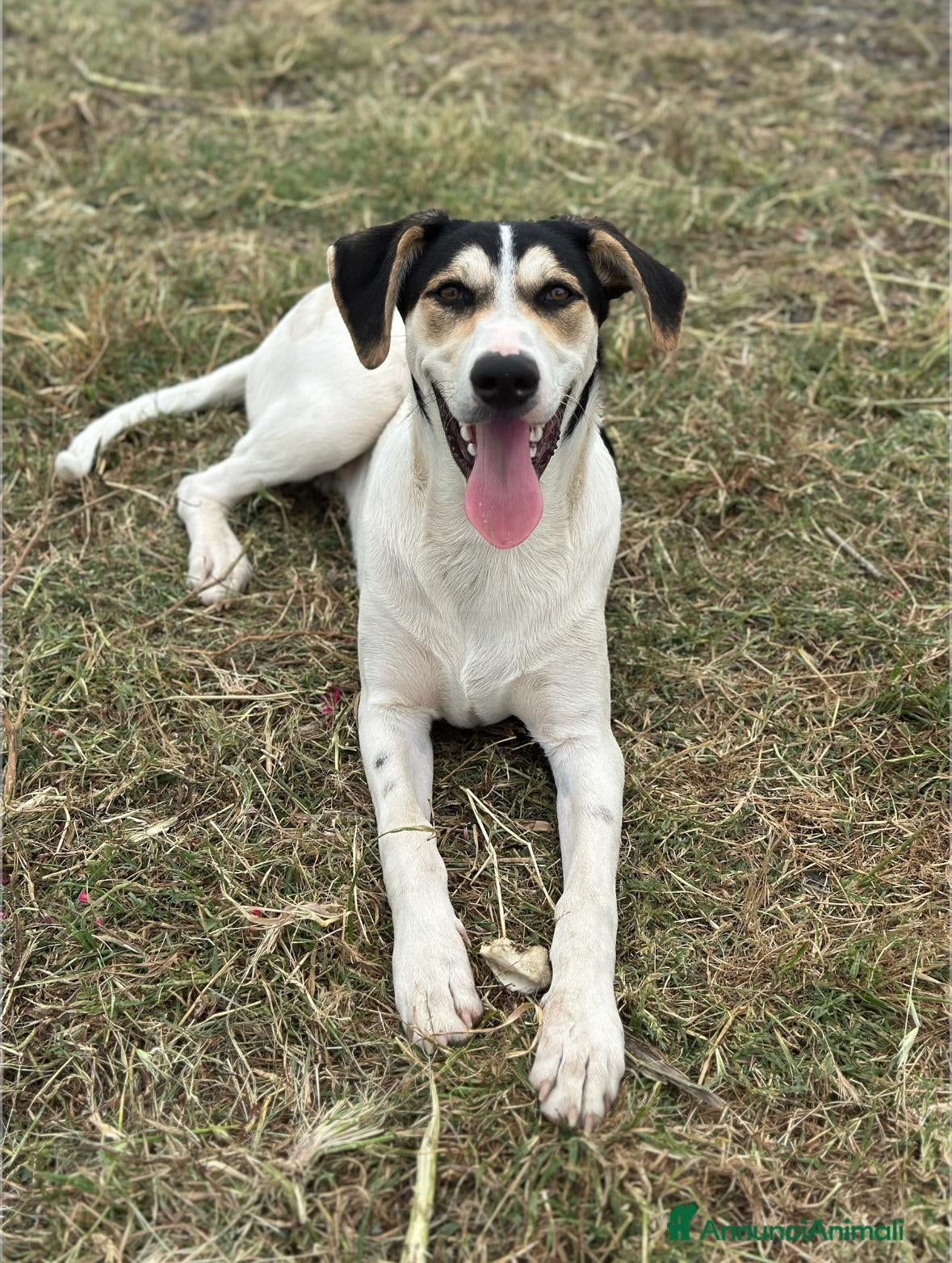Meticcio cani EROS 💙 - Annuncio 12
