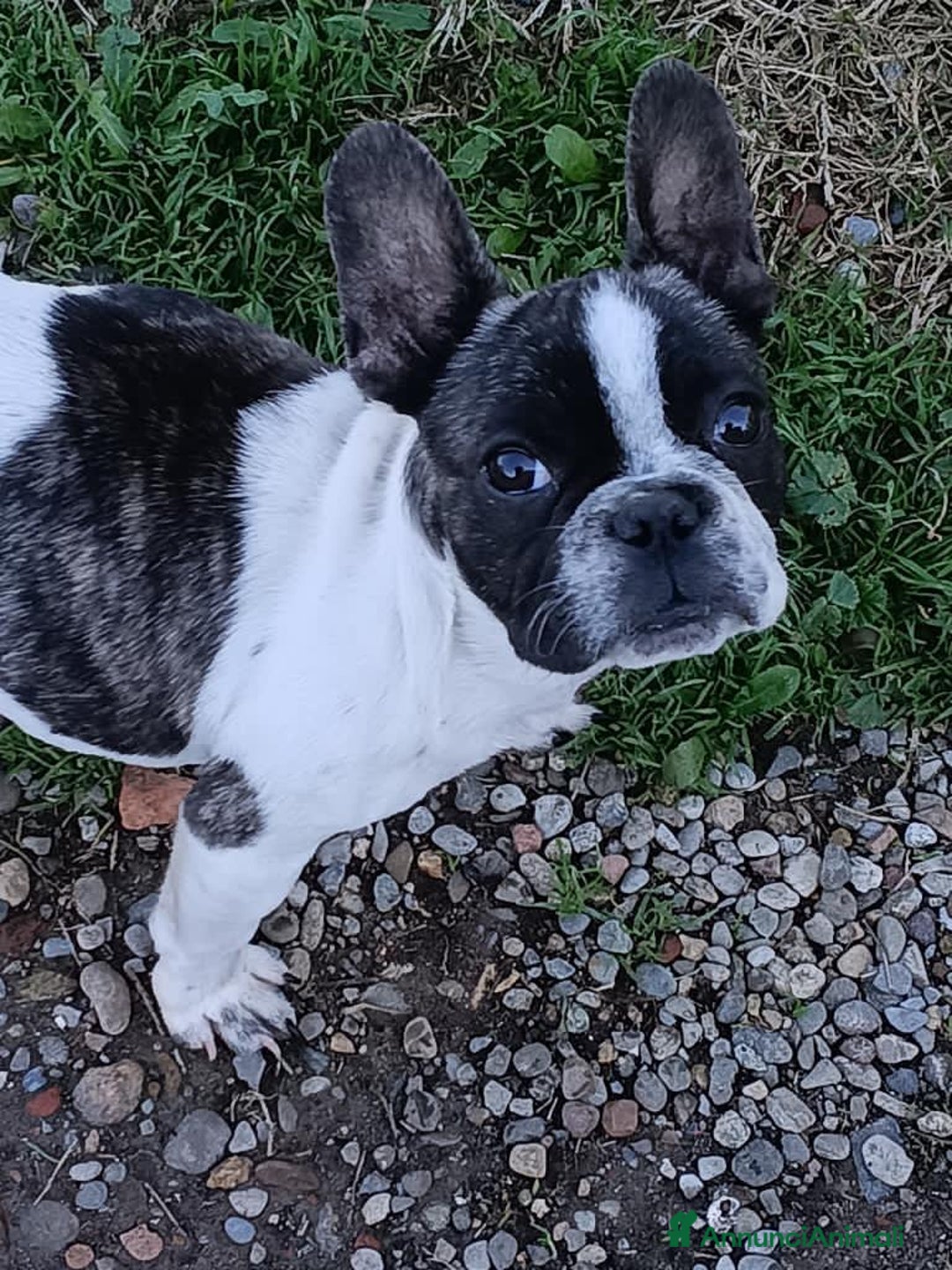 Bulldog Francese cani in vendita: Bulldog francese  - Annuncio 5