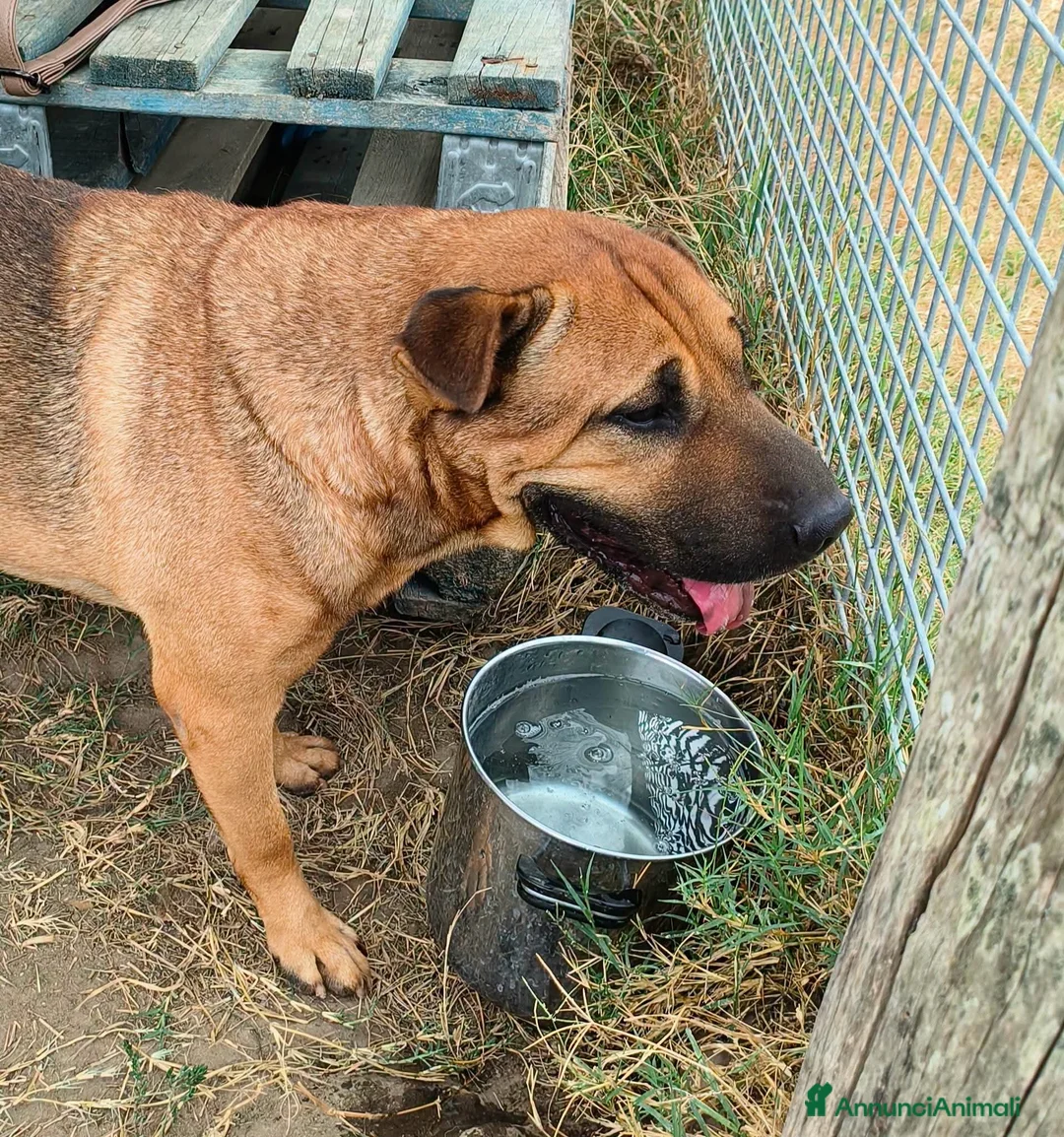 Shar Pei cani in regalo: Sciarpone, splendido derivato Shar pei  - Annuncio 2
