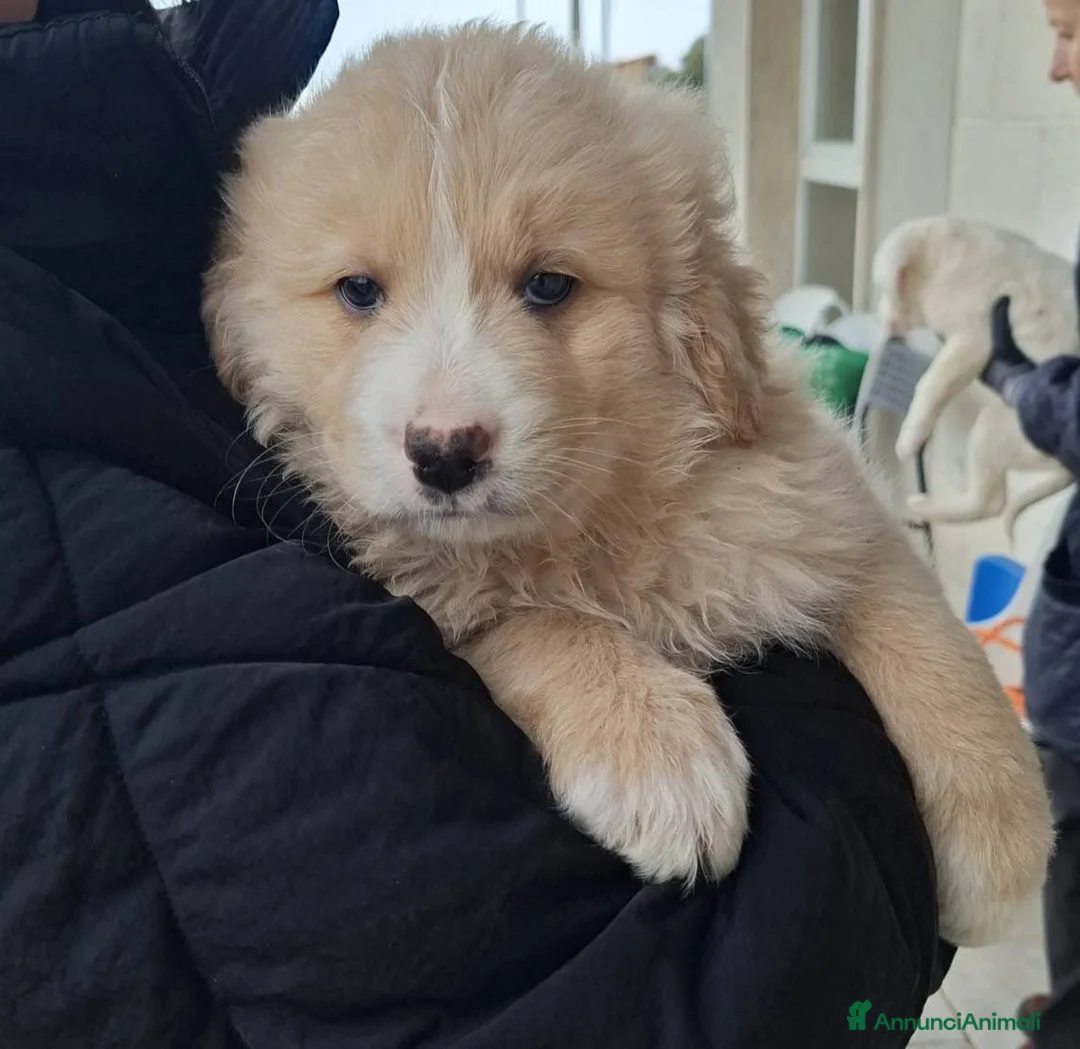 Meticcio cani in regalo: Quattro polpettine cercano casa - Annuncio 8