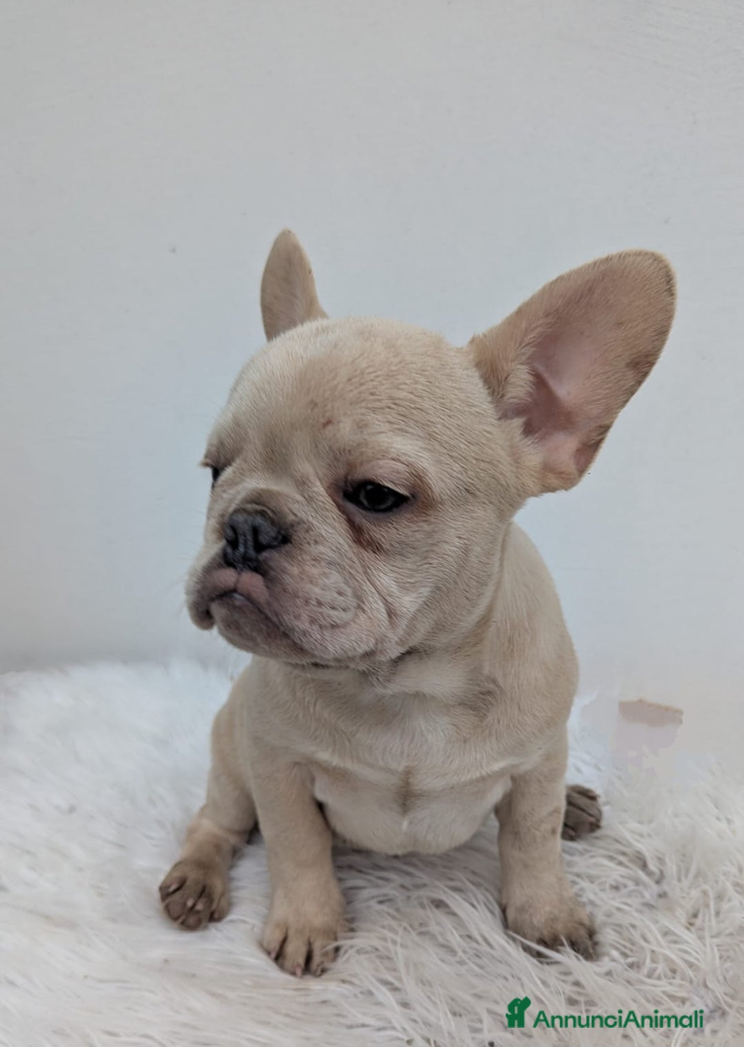 Bulldog Francese cani in vendita: Bulldog francesi merle tan - Annuncio 3