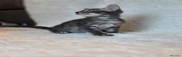 Bengala gatti in vendita: Cuccioli gatto bengala  - Annuncio 16