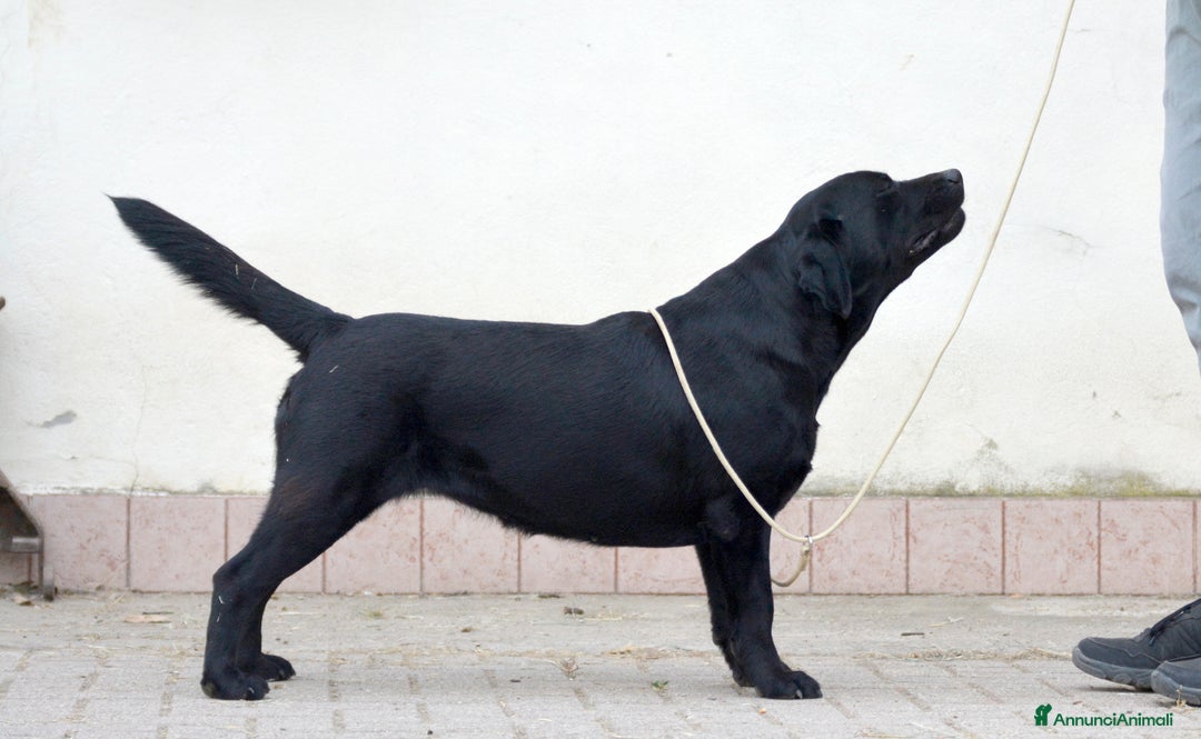 Labrador cani in vendita: Femmina di Labrador Adulta - Annuncio 1