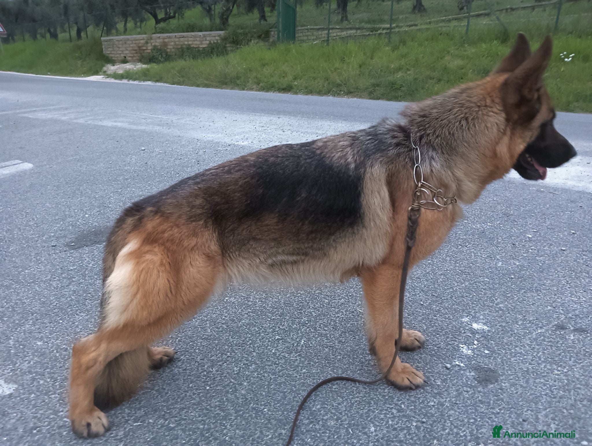 Pastore Tedesco cani Cucciolata di Pastori Tedeschi - Annuncio 12