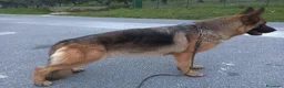 Pastore Tedesco cani in vendita: Cucciolata di Pastori Tedeschi - Annuncio 1