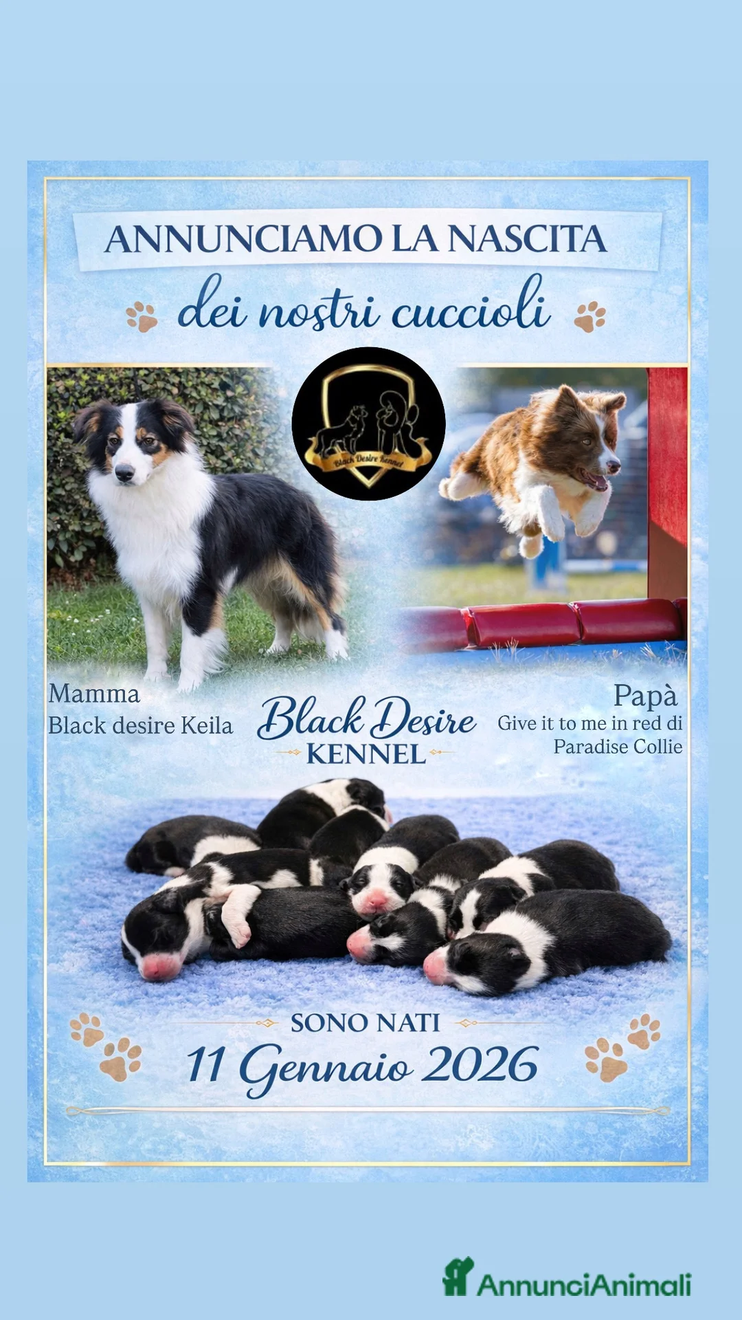 Border Collie cani in vendita: Border collie cuccioli disponibili  - Annuncio 8