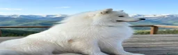 Samoiedo cani in vendita: Cuccioli di Samoiedo - Annuncio 5