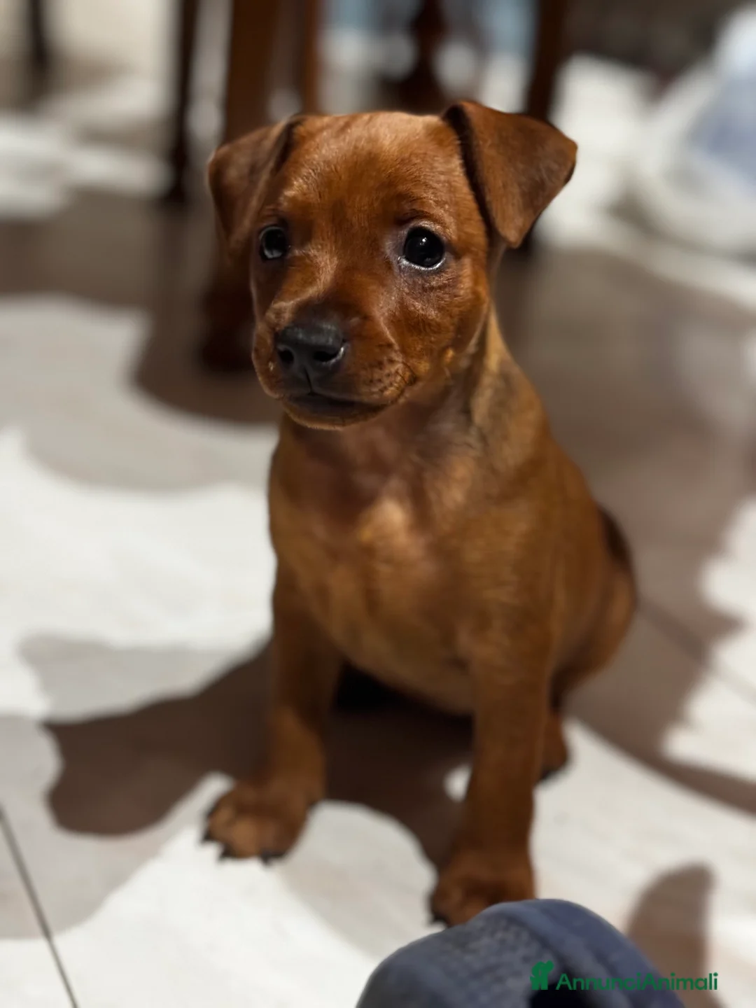 Pinscher Miniatura cani in vendita: Pinscher nano a Provincia di Pavia - Annuncio 2