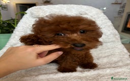 Barboncino cani in vendita: BARBONCINI FULVI TOY E NANI CON PEDIGREE a Vercelli - Immagine 7