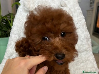 Barboncino cani BARBONCINI FULVI TOY MINITOY E NANI CON PEDIGREE a Vercelli - Annuncio 3