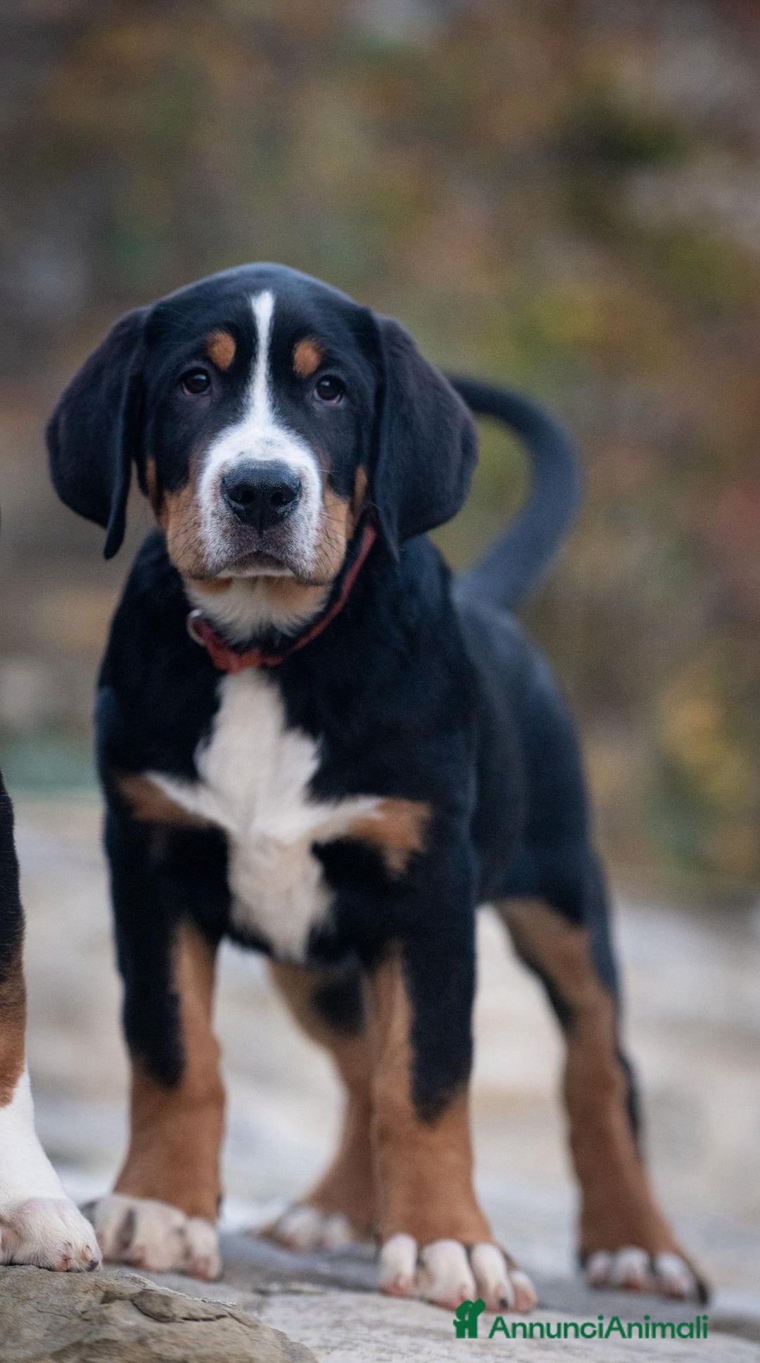 Grande Bovaro Svizzero cani in vendita: Disponibili cuccioli di grande bovaro svizzero - Annuncio 21