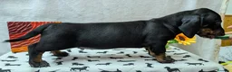 Bassotto cani in vendita: Bassotto tedesco standard pelo corto pedigree ENCI - Annuncio 23