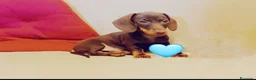 Bassotto cani in vendita: Cucciolo bassotto cioccolato.  - Annuncio 4