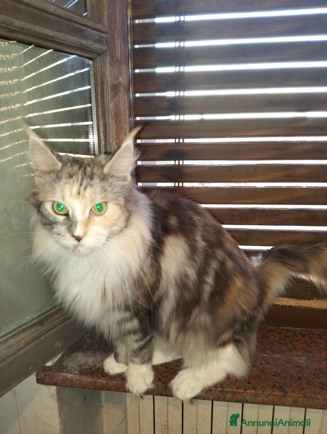 Maine Coon gatti in vendita: Maine coon - Annuncio 6