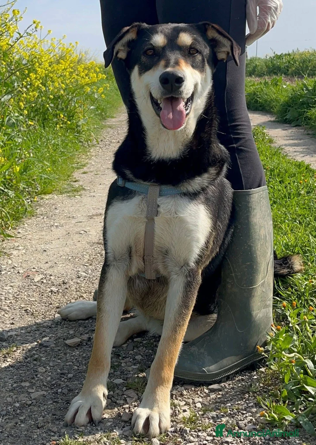 Meticcio cani in regalo: Tiana - Annuncio 4