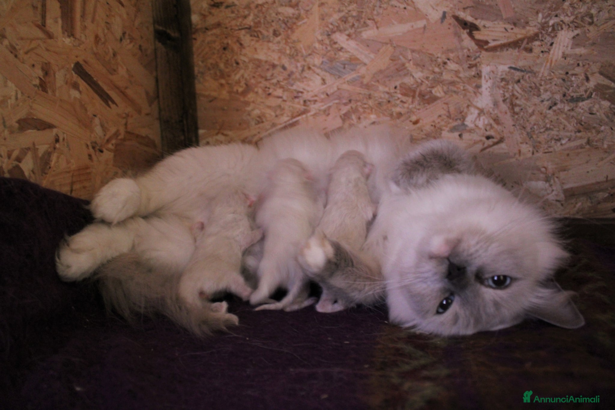 Ragdoll gatti Ragdoll cuccioli con pedigree  - Annuncio 7