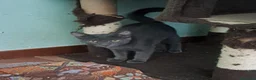 Europeo gatti in regalo: ELEOISE e PENELOPE, adorabili gattine in adozione! - Annuncio 5