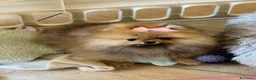 Volpino Pomerania cani in vendita: cucciola di Pomerania femmina di 4 mesi a Provincia di Forlì-Cesena - Annuncio 7