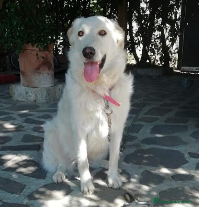 Meticcio cani SALLY ATTENDE IL SUO RISCATTO, IN ADOZIONE - Annuncio 30