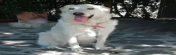 Meticcio cani in regalo: SALLY ATTENDE IL SUO RISCATTO, IN ADOZIONE - Annuncio 1