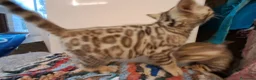 Bengala gatti in vendita: Cucciolo Bengala snow con pedegree a Città Metropolitana di Firenze - Annuncio 4