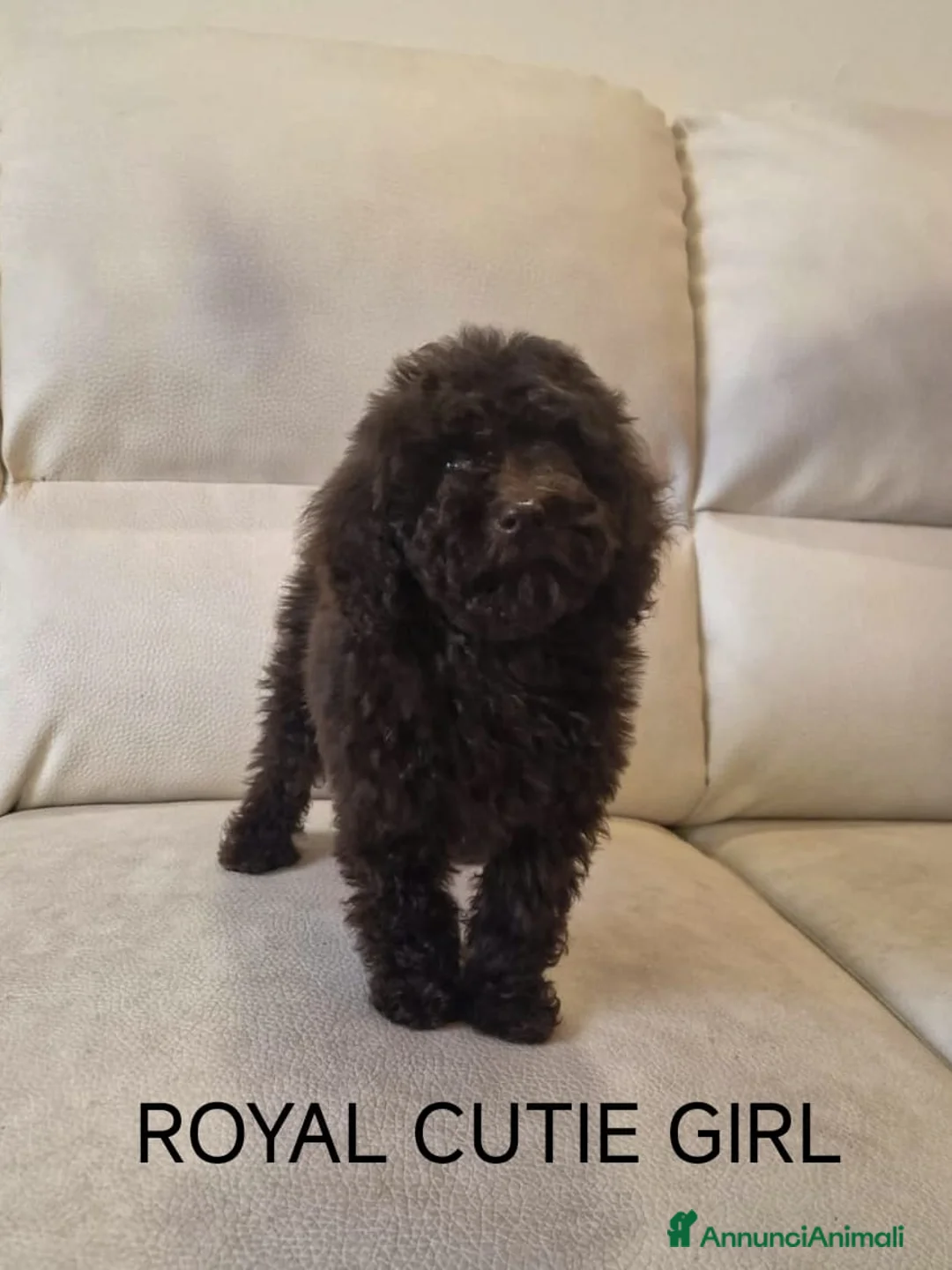 Barbone cani in vendita: Barboncino Toy e nano - Annuncio 3