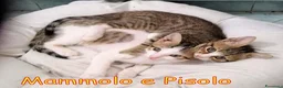 Europeo gatti in regalo: MAMMOLO E PISOLO DOLCISSIMI GATTINI - Annuncio 1