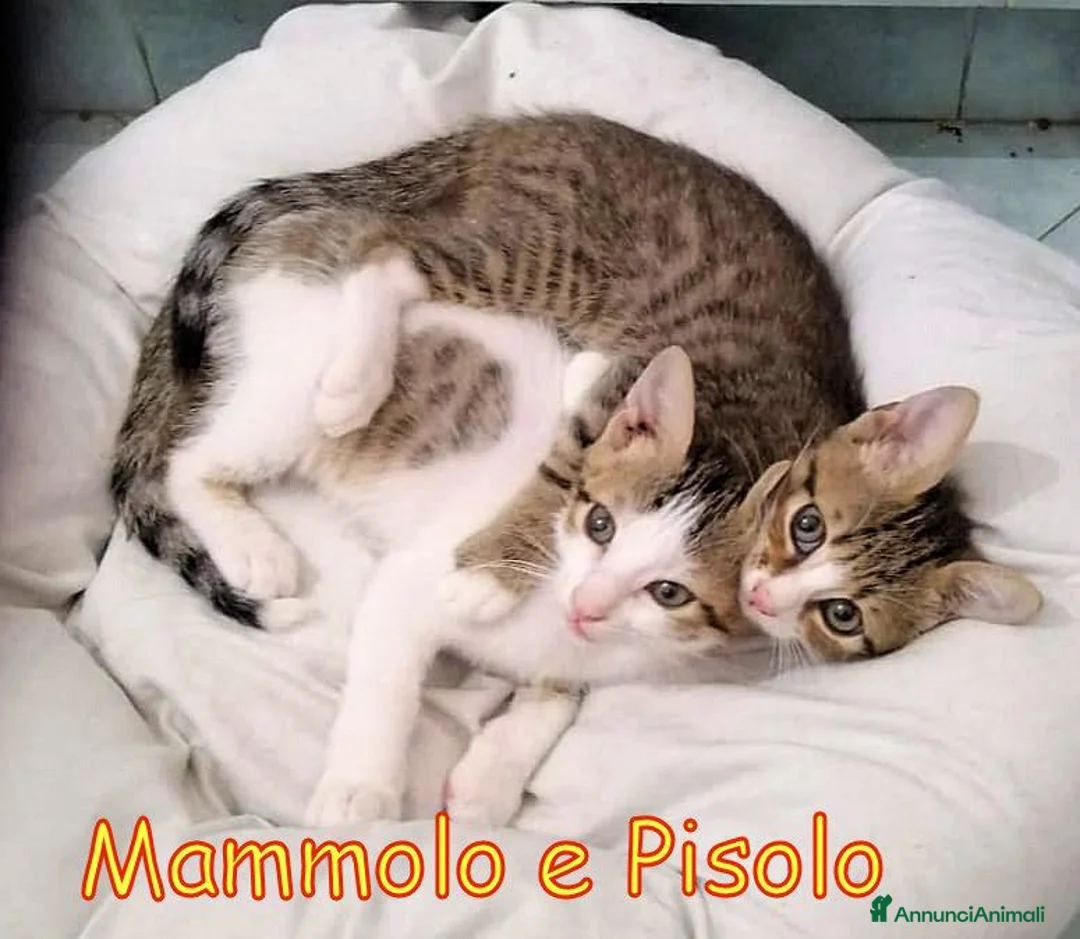 Europeo gatti in regalo: MAMMOLO E PISOLO DOLCISSIMI GATTINI - Annuncio 1