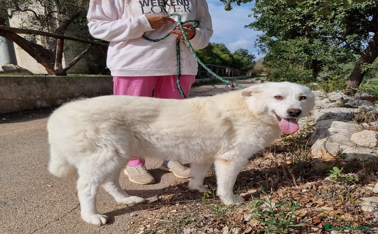 Meticcio cani a Provincia di Rovigo - Annuncio 10