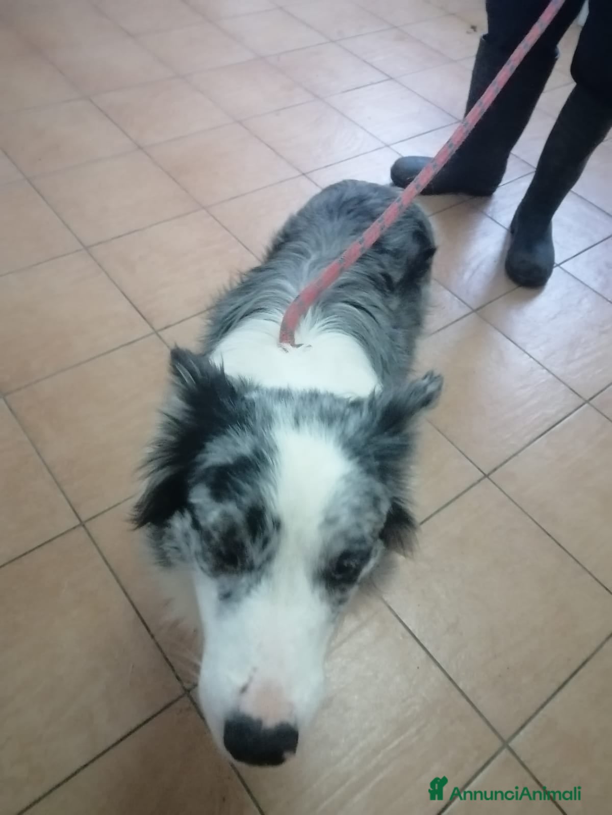 Border Collie cani Ciro, Border Collie in Canile - Annuncio 4