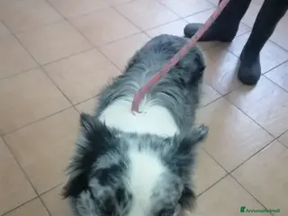 Border Collie cani Ciro, Border Collie in Canile - Annuncio 4