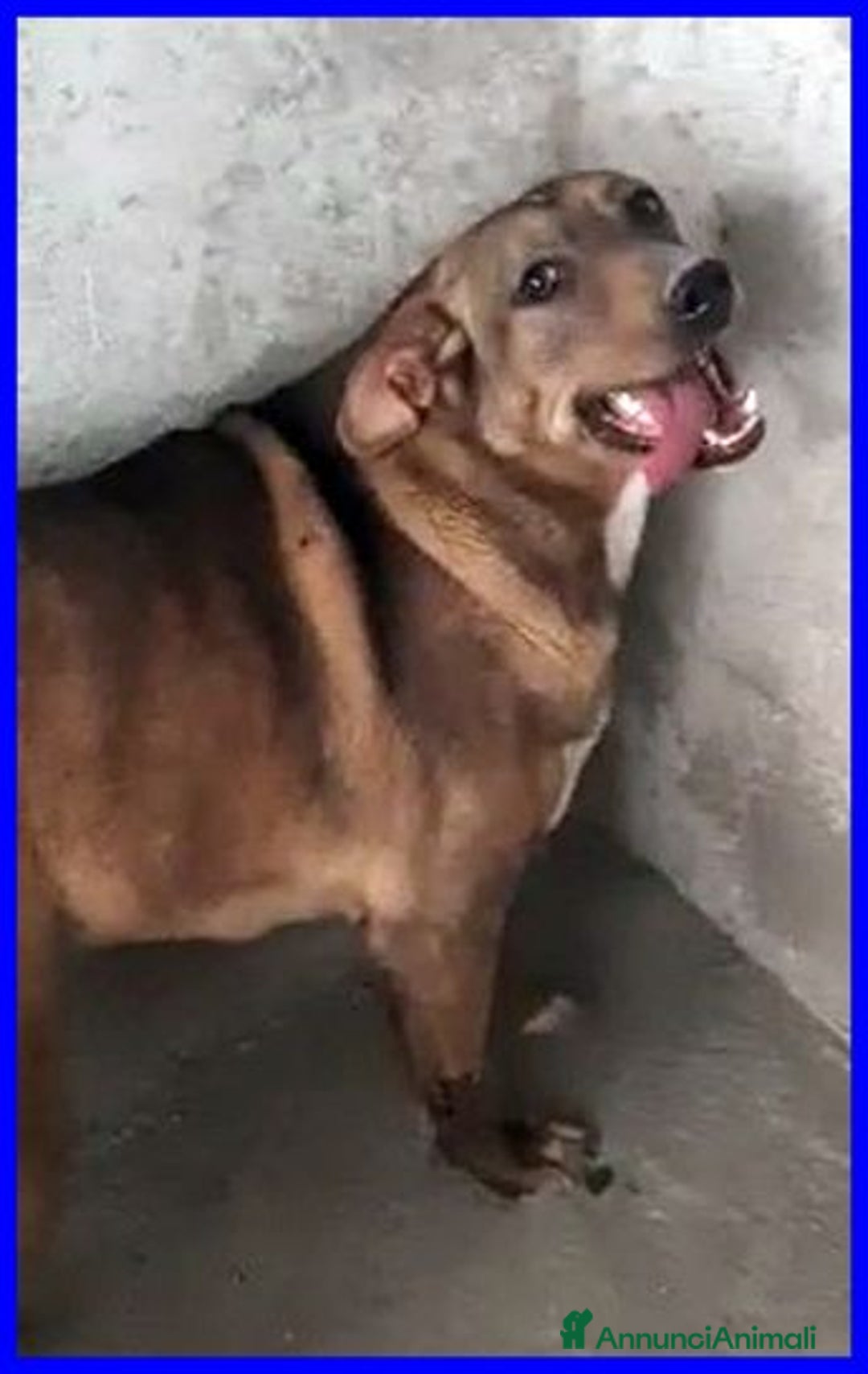 Meticcio cani in regalo: STOCCOLMA dolce patatona - Annuncio 4