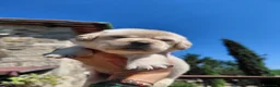 Labrador cani in vendita: Cuccioli labrador gialli - Annuncio 6