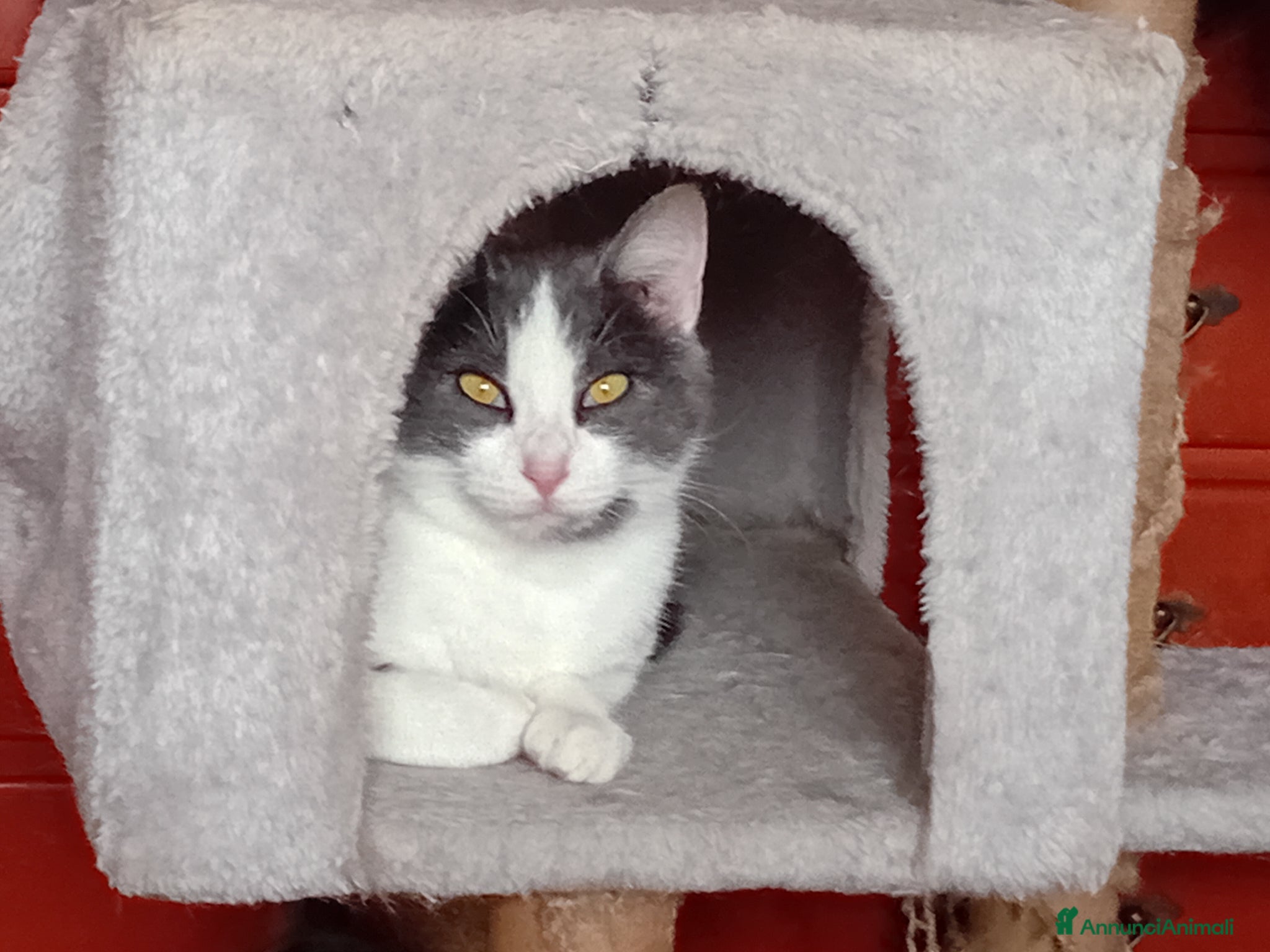 Europeo gatti Simpaticissima Adina - Annuncio 1