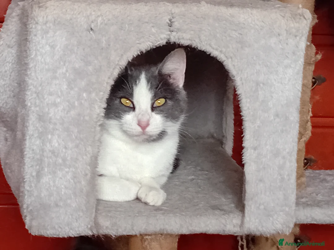 Europeo gatti in regalo: Simpaticissima Adina - Annuncio 1