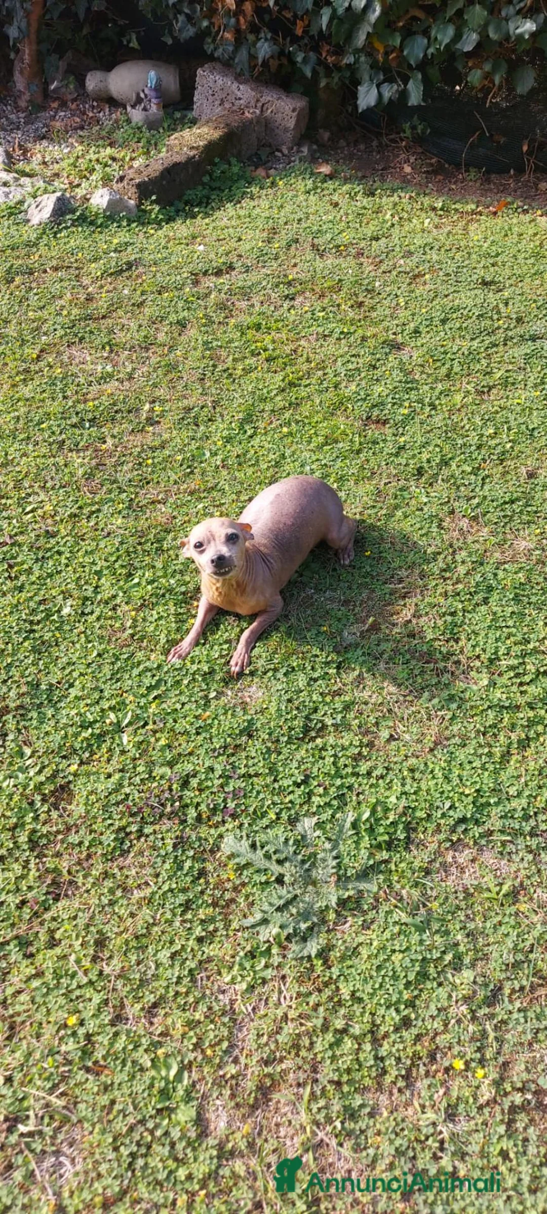 Pinscher Miniatura cani in vendita: Giuly Cerca Una Nuova Famiglia a Provincia di Vicenza - Annuncio 4