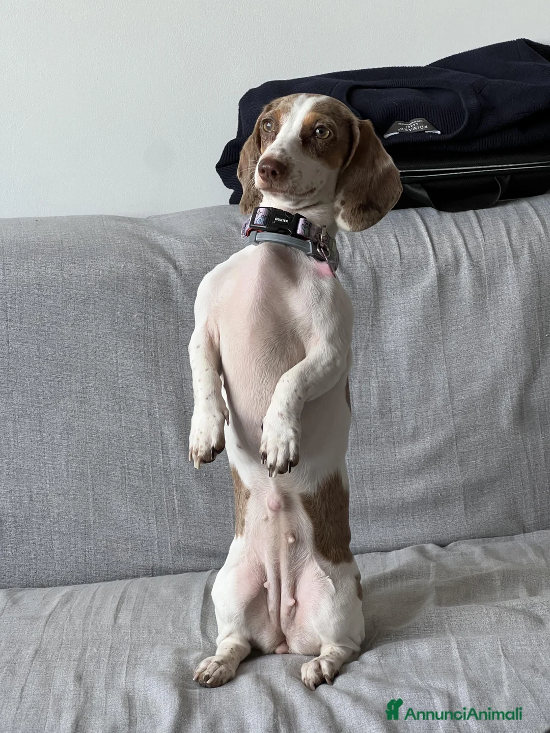 Bassotto cani per accoppiamento: Si ricerca bassotto maschio per monta. - Annuncio 18