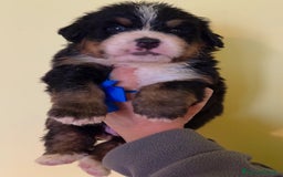 Bovaro del Bernese cani in vendita: Disponibili Cuccioli Bovaro Del Bernese - Immagine 4