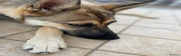 Meticcio cani in vendita: Splendida incrocio Husky/Pastore Tedesco a Provincia di Reggio Emilia - Annuncio 8