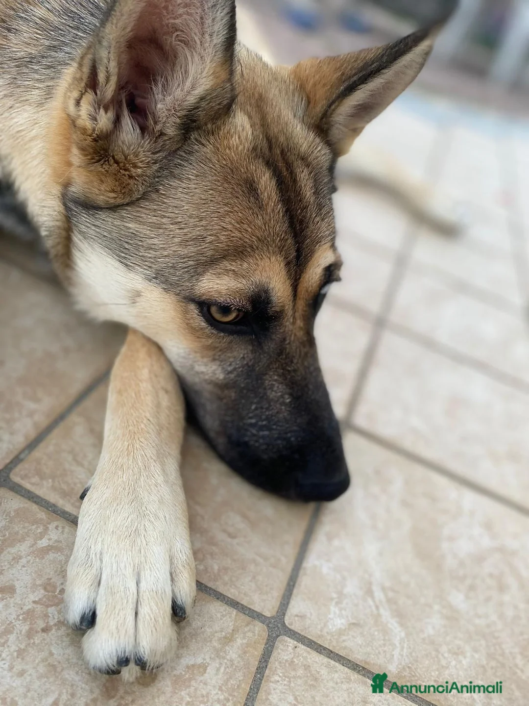 Meticcio cani in vendita: Splendida incrocio Husky/Pastore Tedesco a Provincia di Reggio Emilia - Annuncio 8