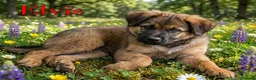Meticcio cani in regalo: Locky ed Elvis bellissimi cuccioli in adozione - Annuncio 6