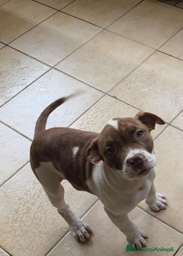 Pitbull cani Cucciola di pitbull  - Annuncio 5
