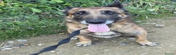 Pastore Belga cani in regalo: Splendidi PASTORI BELGA MALINOIS cercano famiglie! - Annuncio 4