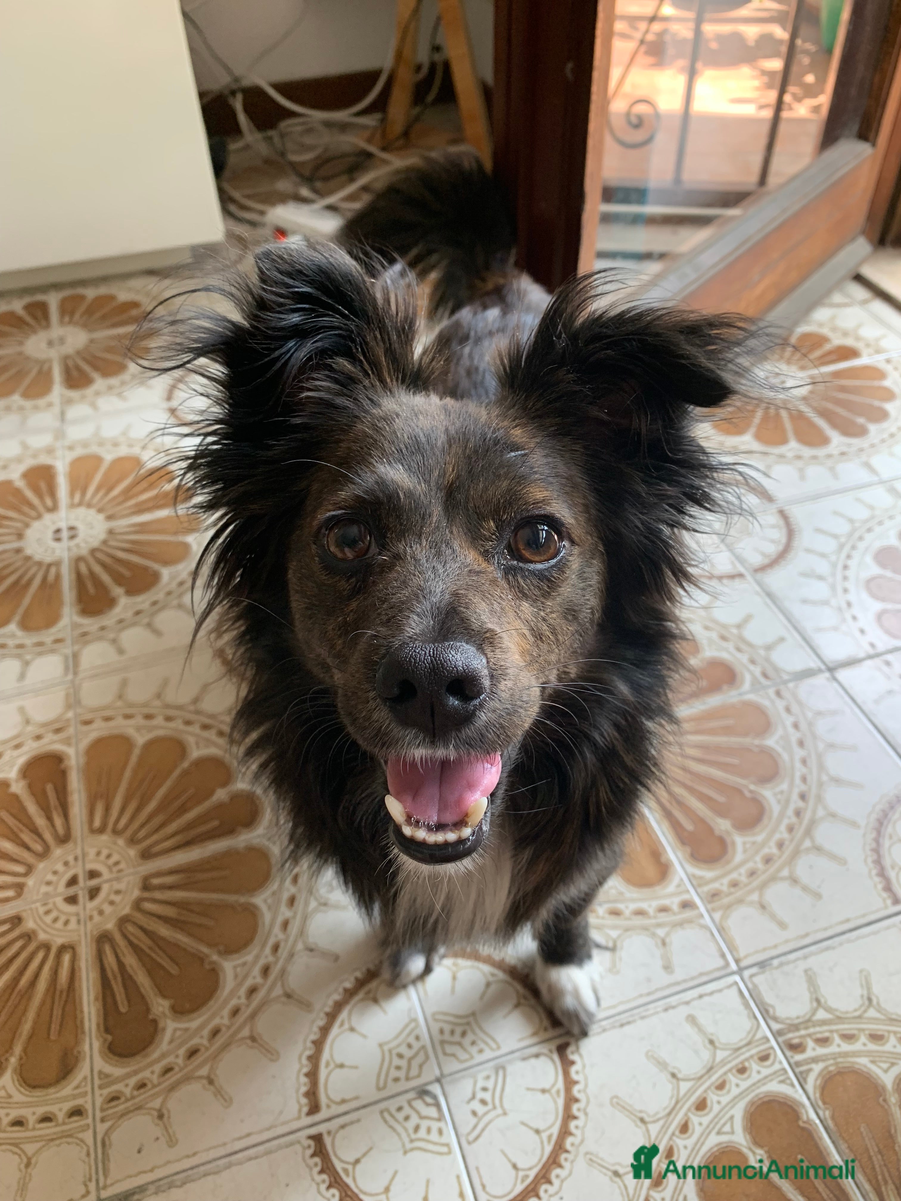 Meticcio cani Aria, meticcia taglia piccola unica nel suo genere - Annuncio 41