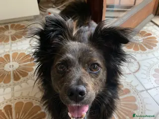 Meticcio cani Aria, meticcia taglia piccola unica nel suo genere - Annuncio 41