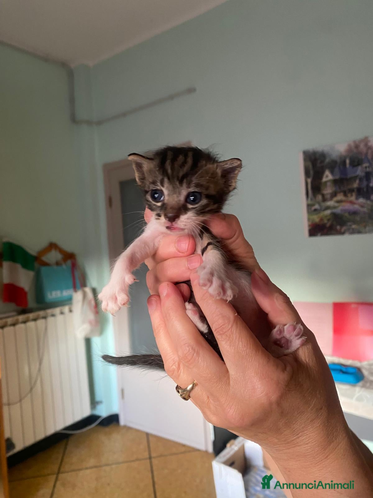 Meticcio gatti GATTINO DOLCISSIMO - Annuncio 1