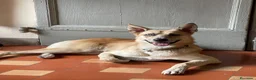 Meticcio cani in regalo: Regalo Ziggy per trasferimento all'estero a Provincia di Vicenza - Annuncio 2