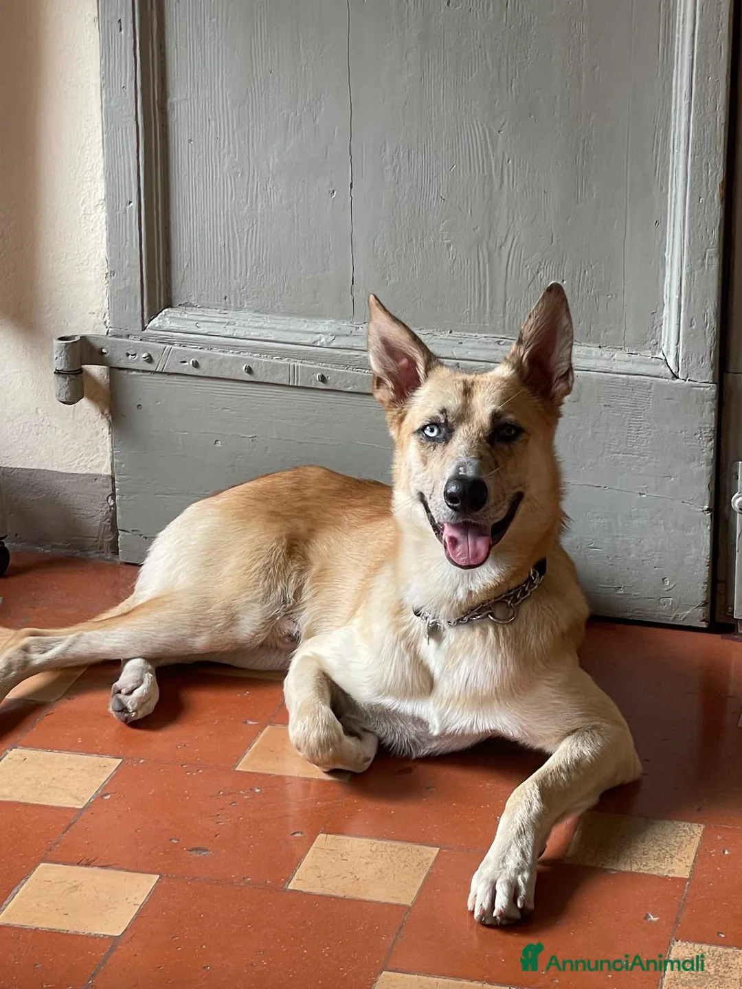 Meticcio cani in regalo: Regalo Ziggy per trasferimento all'estero a Provincia di Vicenza - Annuncio 2