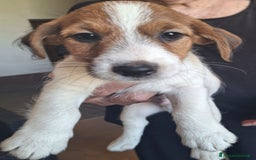Jack Russell cani in vendita: Vendo Jack  a Città Metropolitana di Bologna - Immagine 5